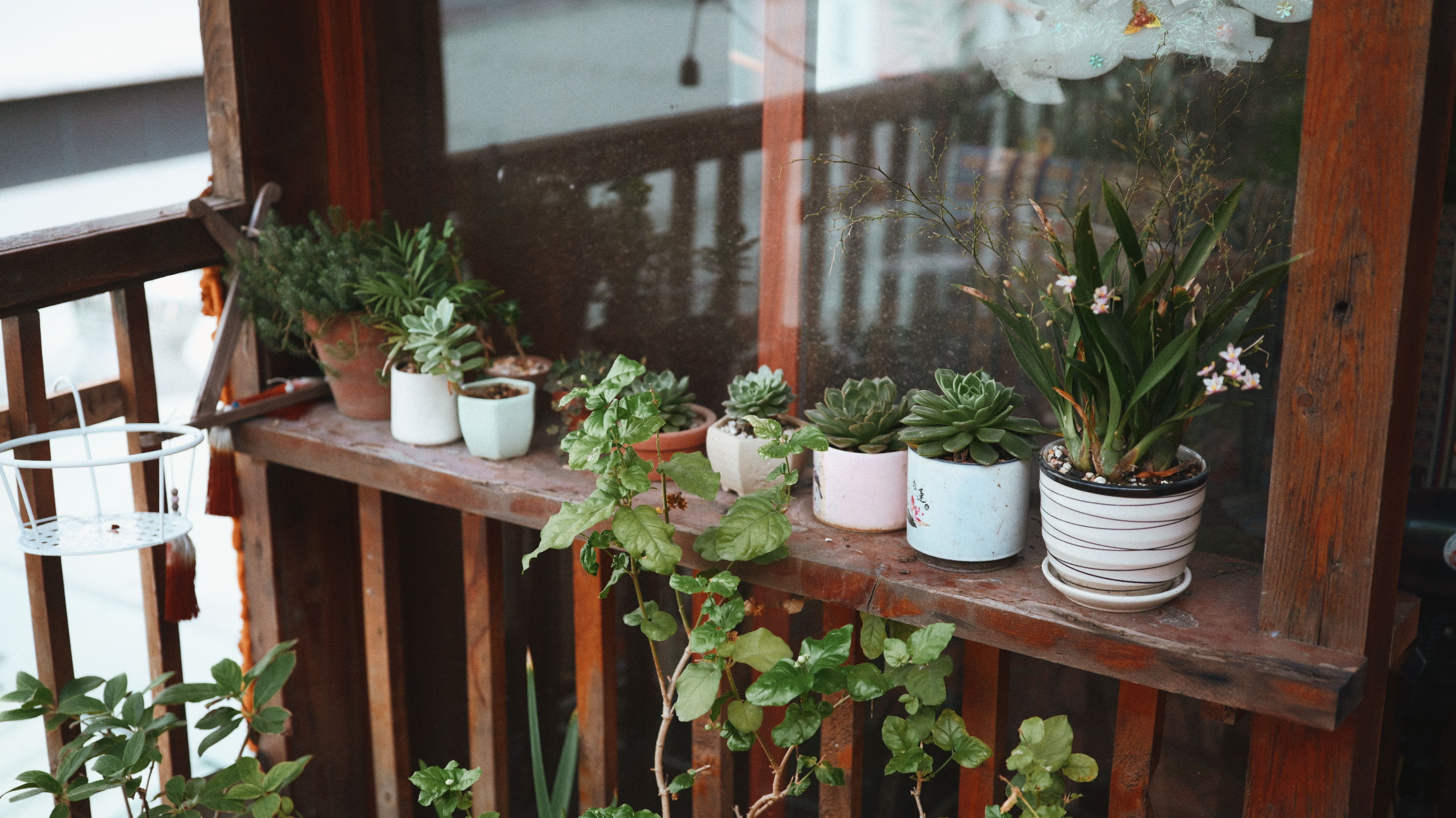 Cozy balcony decorated with potted succulents and plants
